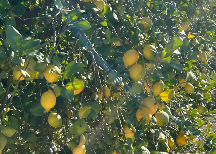 Sunny Daimús