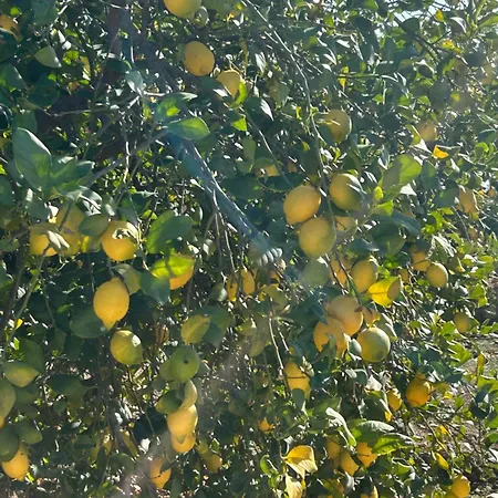 Sunny Даймус